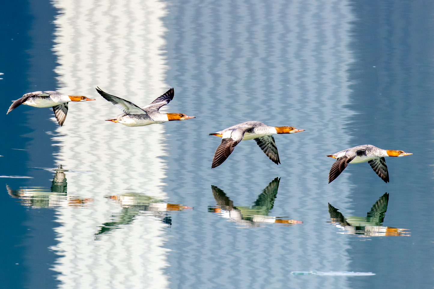 Red-headed Ducks (fine art pigment print under acrylic glass)