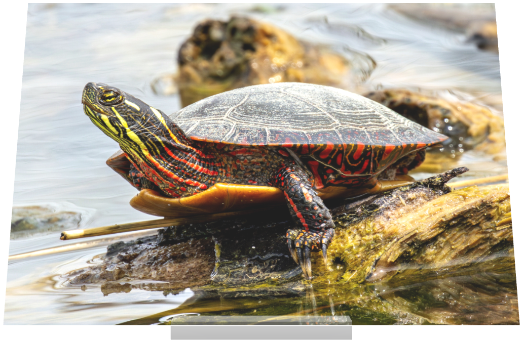 Main image Midland Painted Turtle Red-headed Ducks on Fuji Crystal DP II (Acrylic Glass Stand)