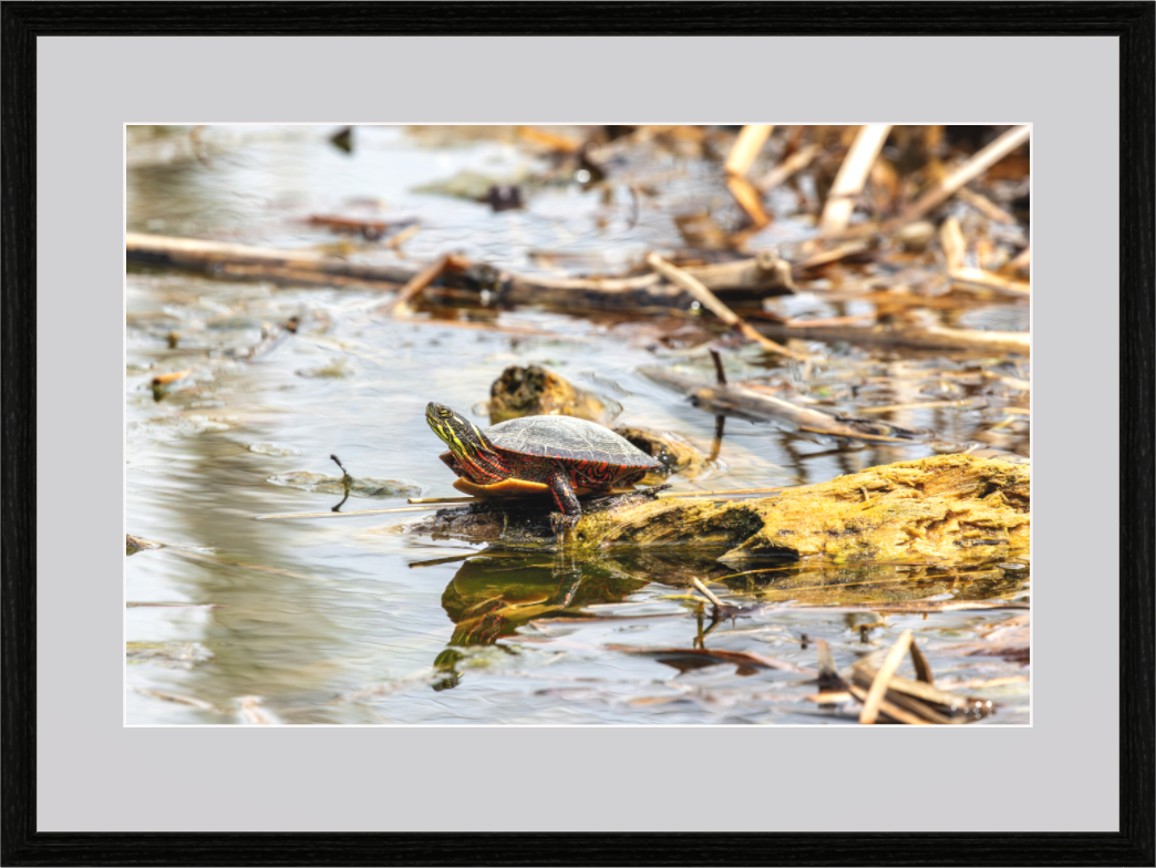 Main image Midland Painted Turtle on Hahnemühle FineArt Pearl (framed only)