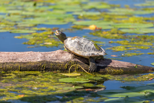Northern Map Turtle on Hahnemühle FineArt Pearl (print only)