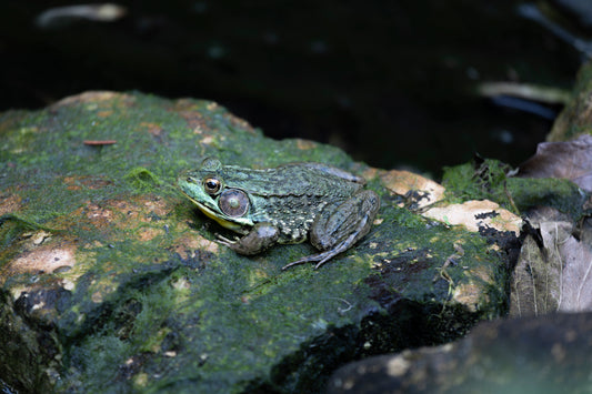 Green Frog on Hahnemühle FineArt Baryta (print only)