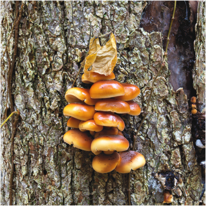 Main image Velvet Shank (III)