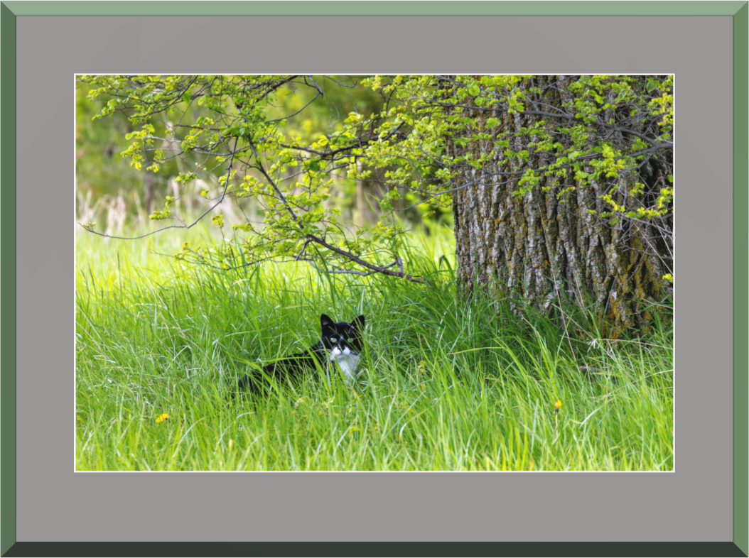 Main image County Cat on Hahnemühle Photo Rag Baryta (framed only)