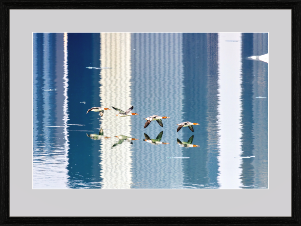 Main image Red-headed Ducks on Hahnemühle FineArt Baryta (framed only)