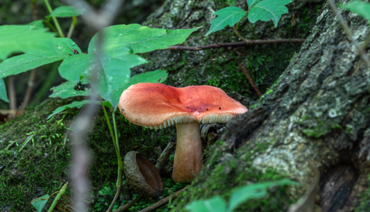 Red Russula on Hahnemühle Photo Rag Baryta  (print only)