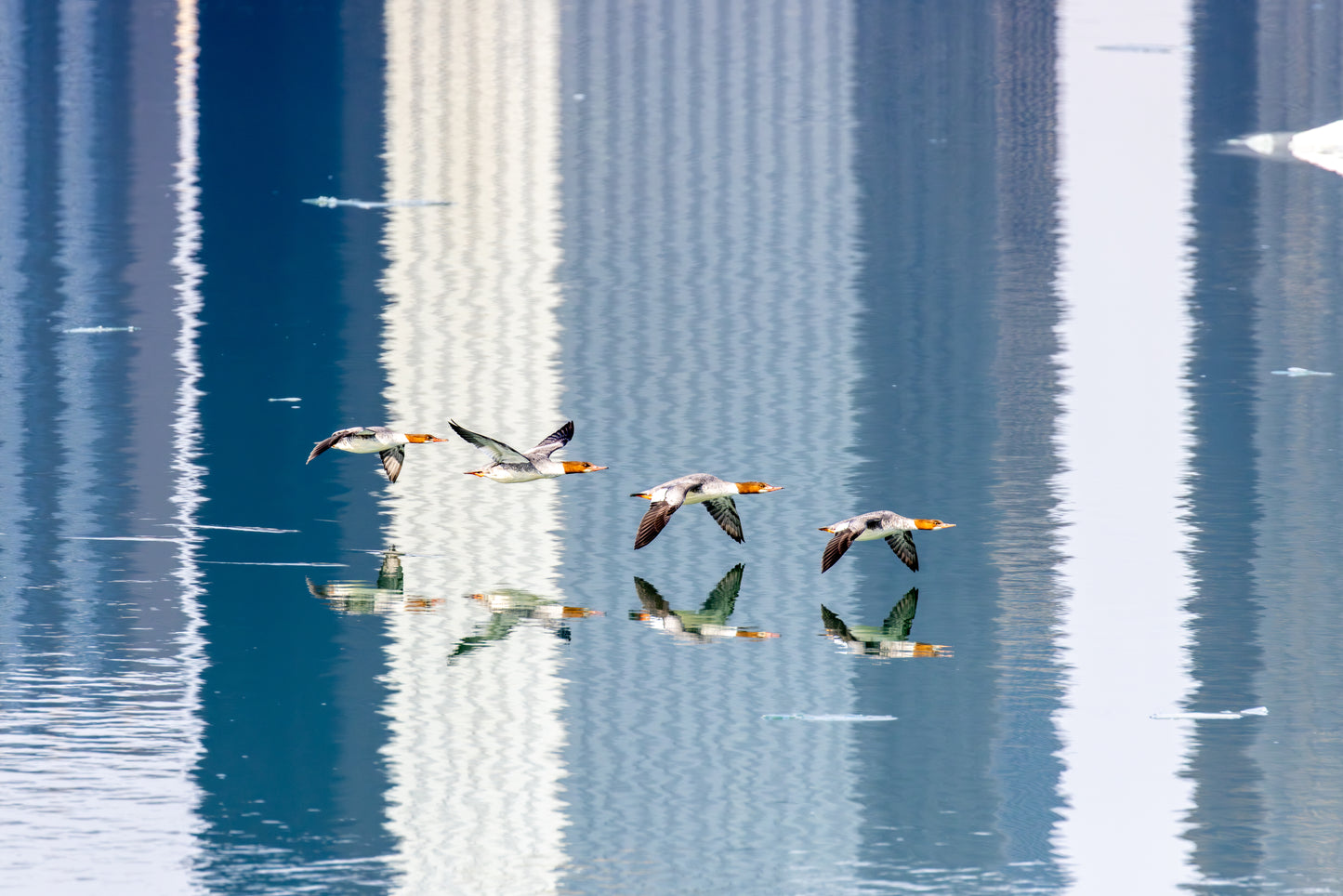 Red-headed Ducks on Hahnemühle FineArt Baryta (framed)