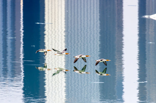 Red-headed Ducks on Hahnemühle FineArt Baryta (framed)