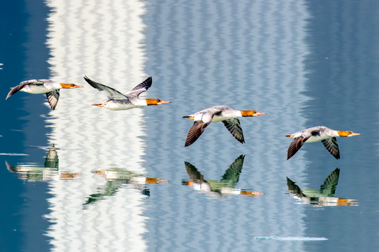 Red-headed Ducks (fine art pigment print under acrylic glass)