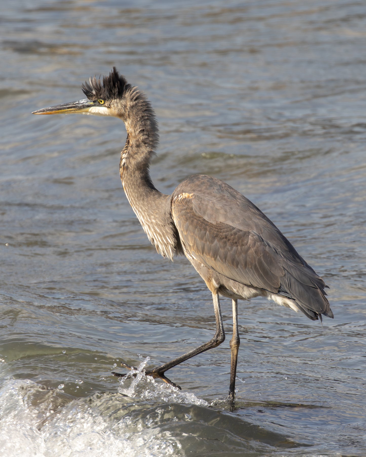 Main image Great Blue Heron (III) on Hahnemühle FineArt Bartya (print only)