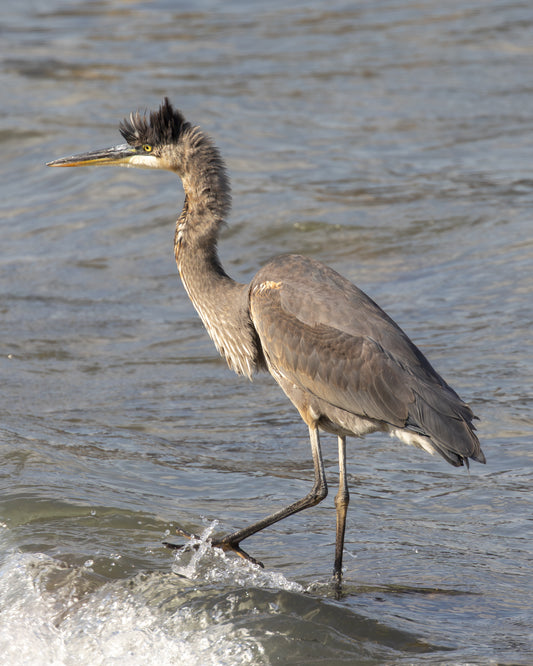 Main image Great Blue Heron (III) on Hahnemühle FineArt Bartya (print only)