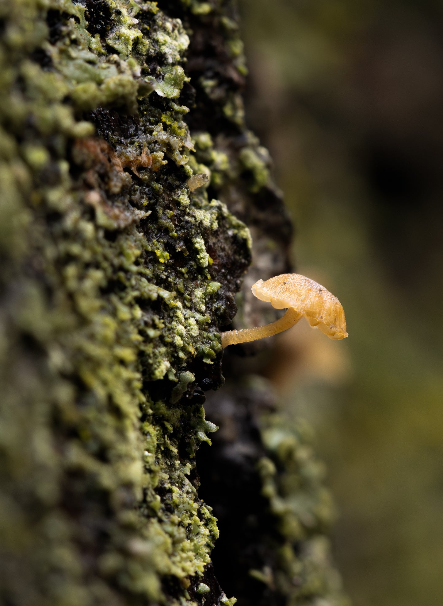 Bonnet Mushroom on Hahnemühle Photo Rag Baryta (framed)