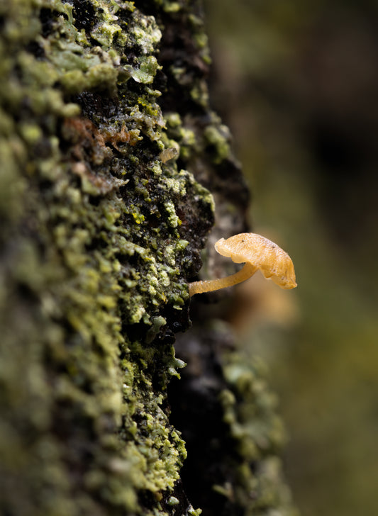 Bonnet Mushroom on Hahnemühle Photo Rag Baryta (framed)