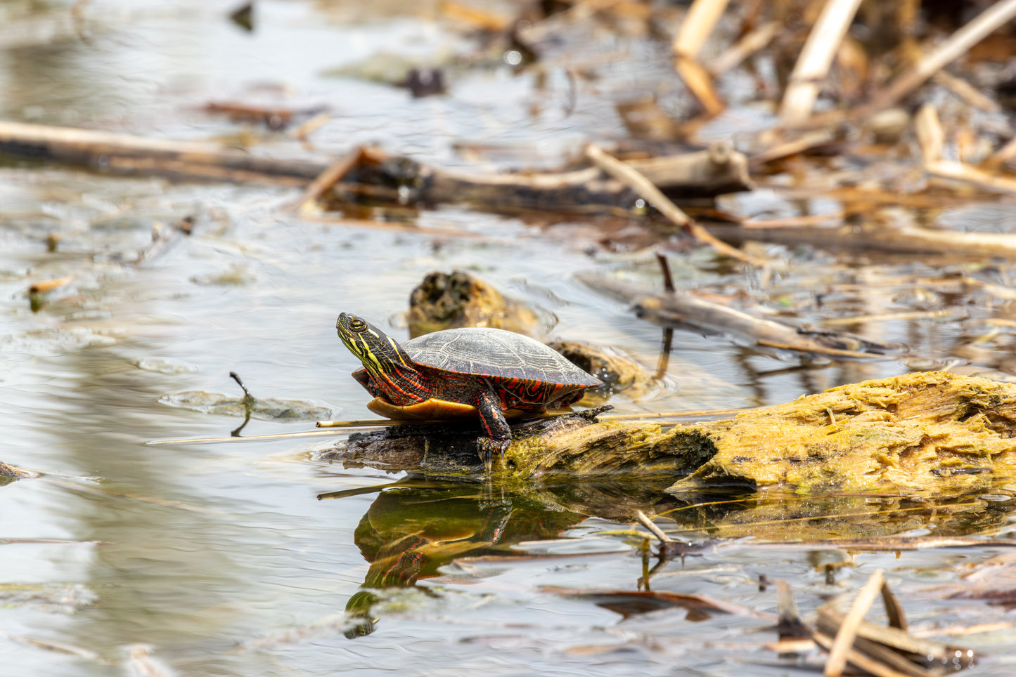 Midland Painted Turtle on Hahnemühle FineArt Pearl (framed)
