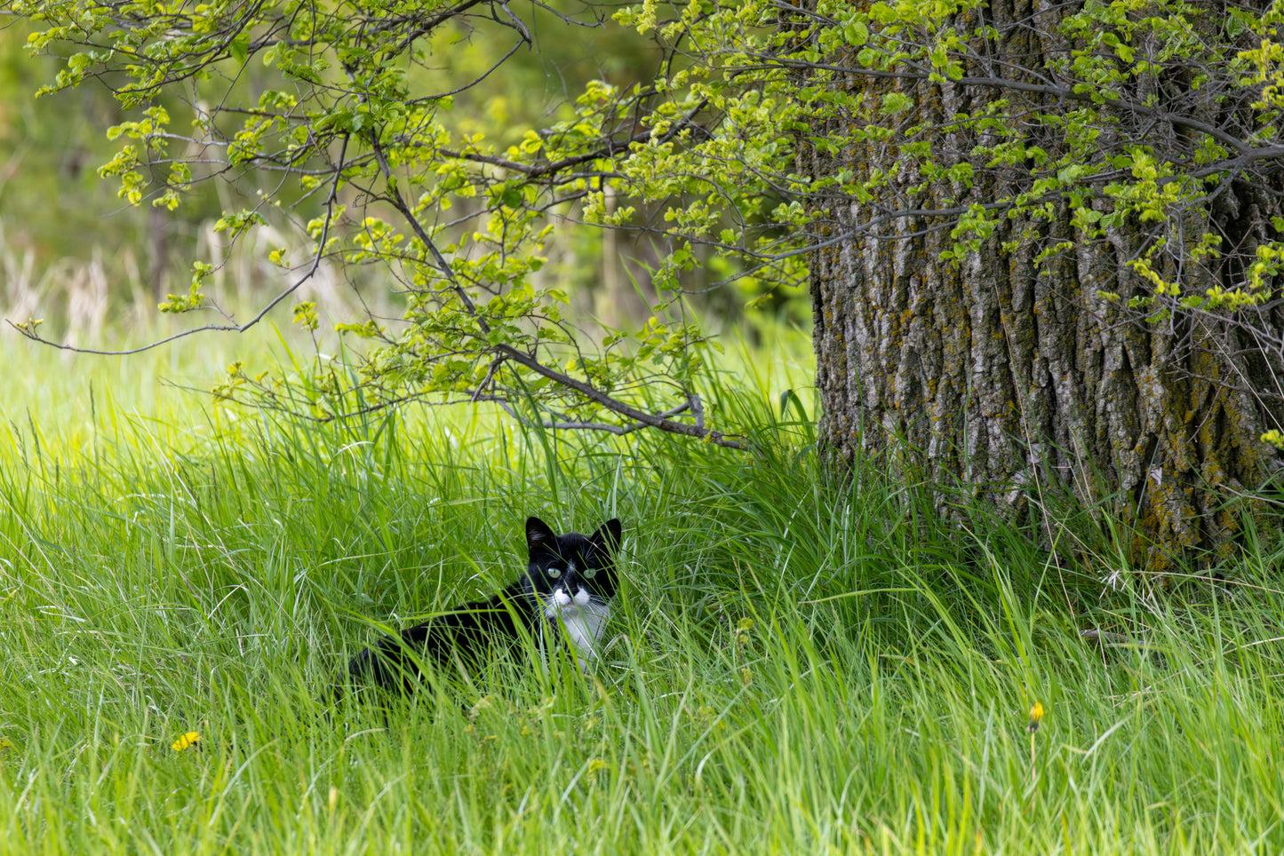 County Cat on Hahnemühle Photo Rag Baryta (framed)