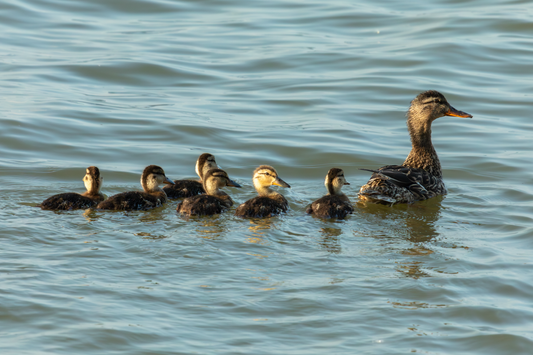 Mother and Ducklings on Hahnemühle FineArt Pearl (print only)