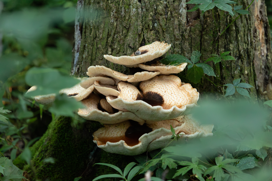 Bracket Fungi (II) on Hahnemühle Photo Rag Baryta (print only)