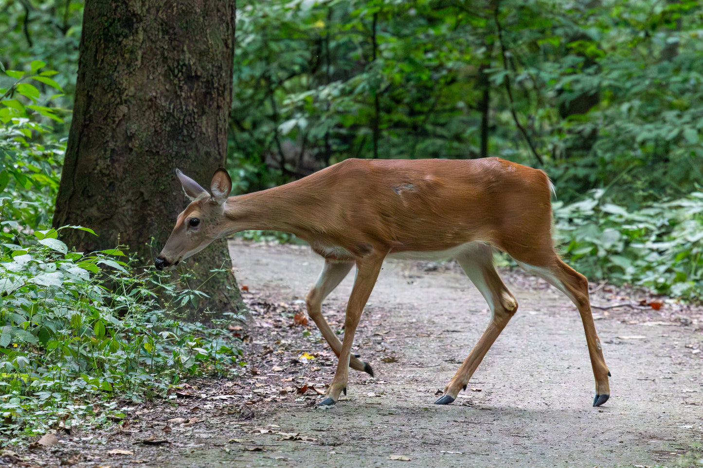 White-Tailed Deer on Hahnemühle Photo Rag Baryta (print only)