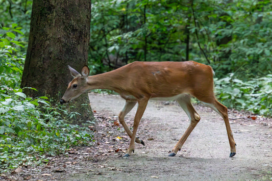 White-Tailed Deer on Hahnemühle Photo Rag Baryta (print only)