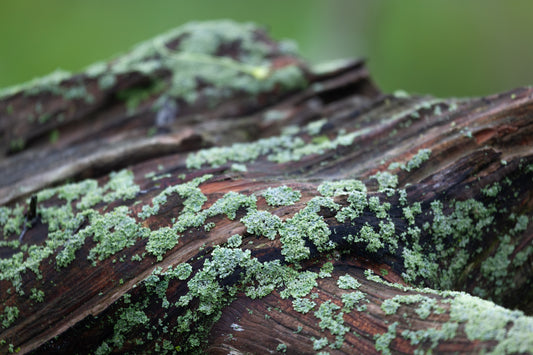 Lichen and Wood on Hahnemühle FineArt Pearl (print only)