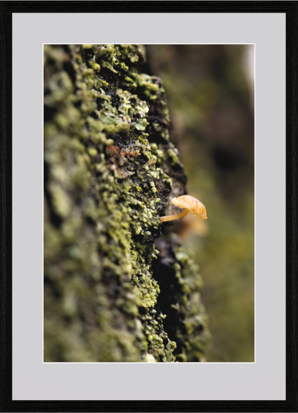 Main image Bonnet Mushroom on Hahnemühle Photo Rag Baryta