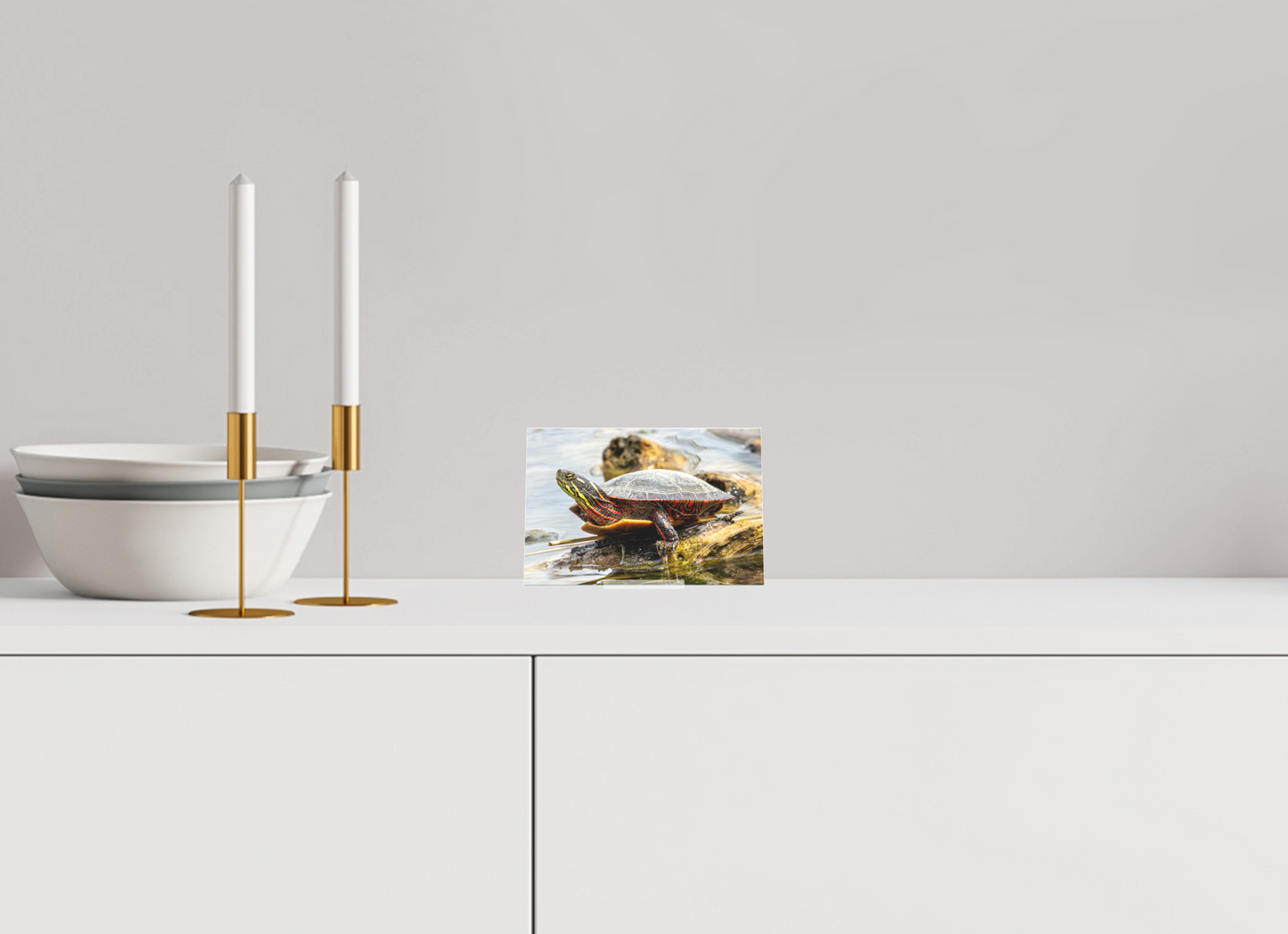 15 x 10 cm, Acrylic Glass, 2 mm, matte Midland Painted Turtle Red-headed Ducks on Fuji Crystal DP II (Acrylic Glass Stand)