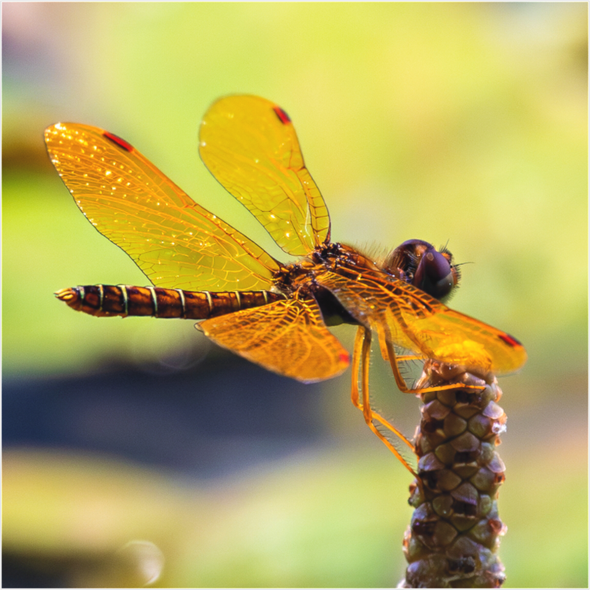 Main image Eastern Amberwing (II)
