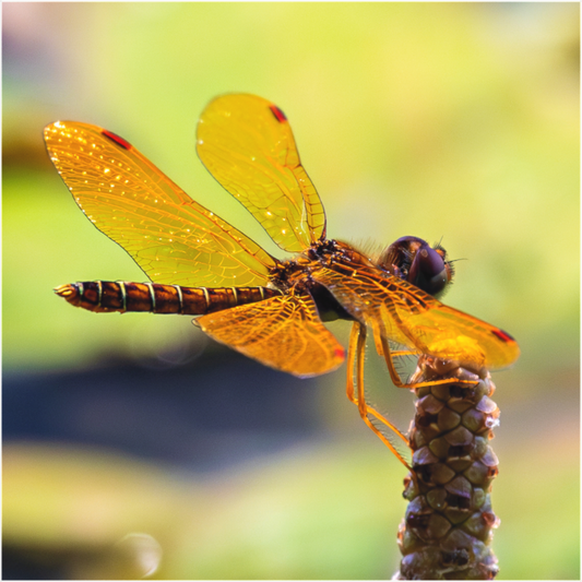 Main image Eastern Amberwing (II)